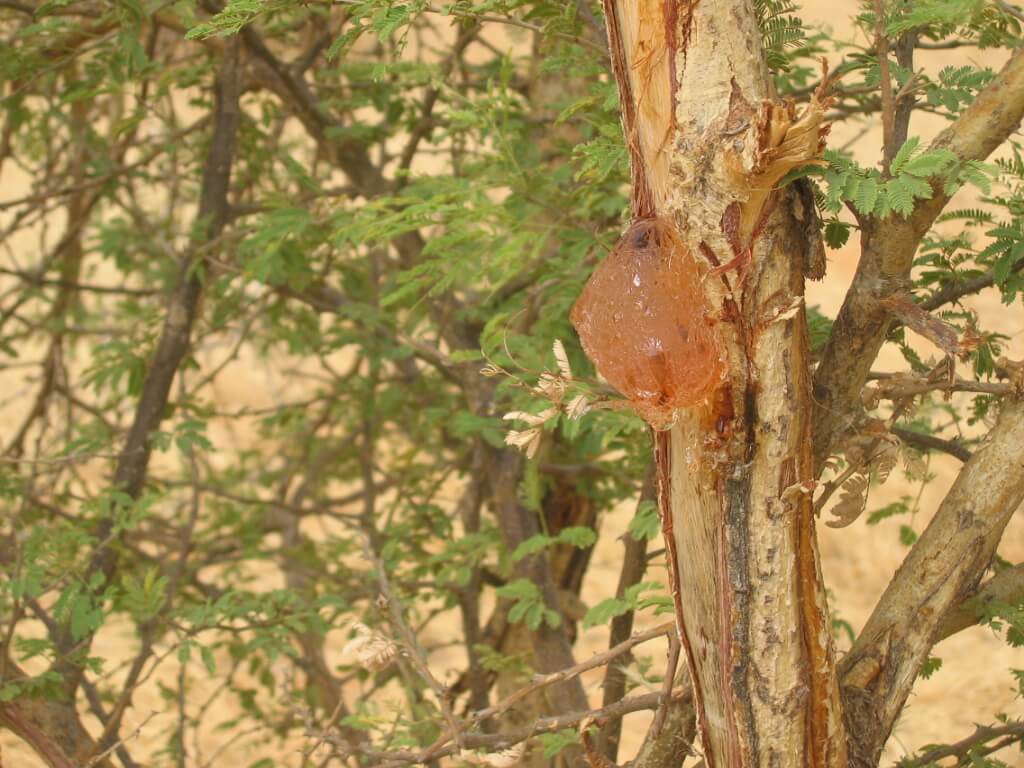 Photographie de Acacia à gomme