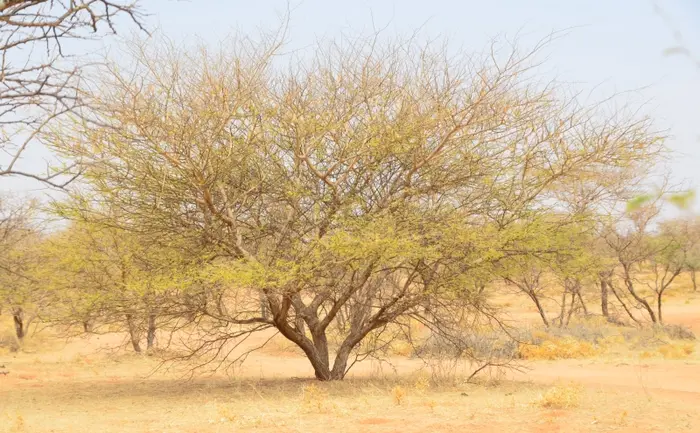 Photographie de Acacia à gomme