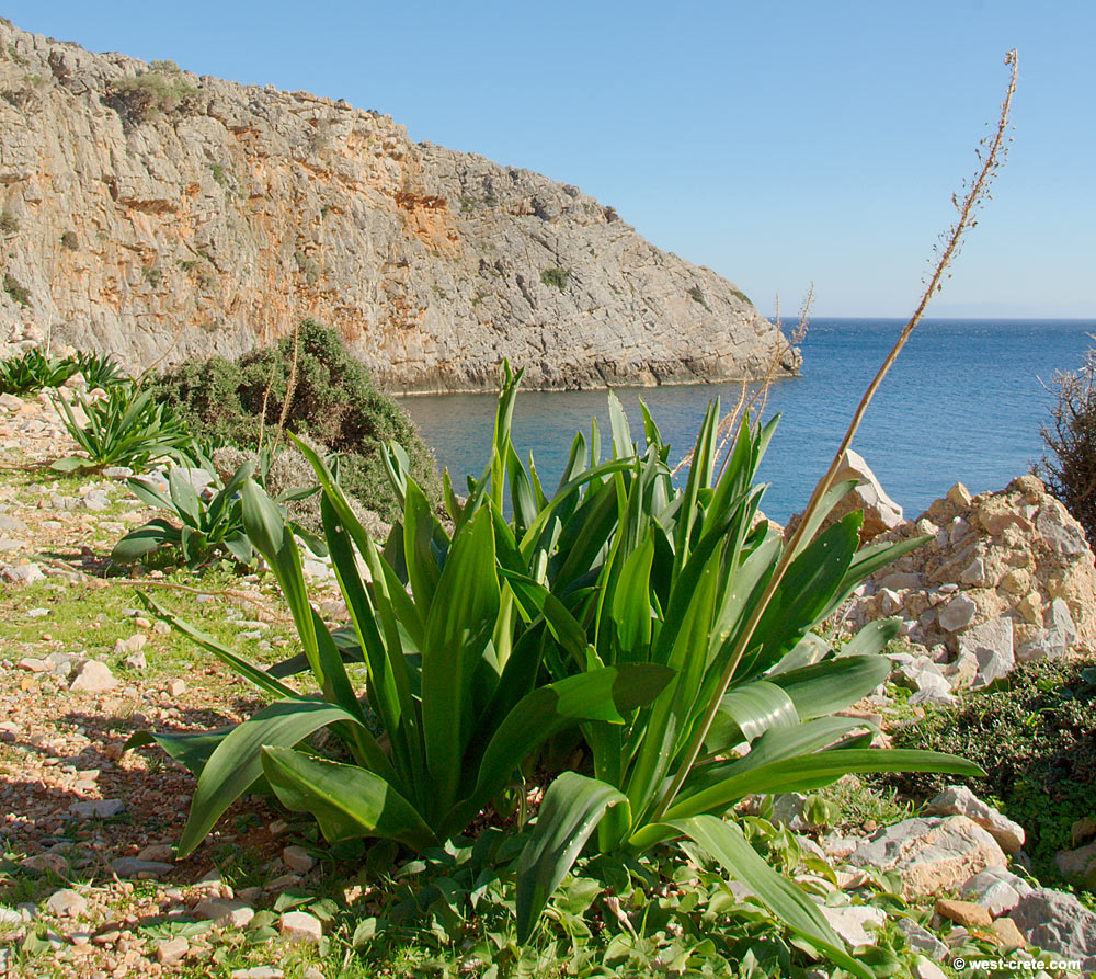 Photographie de Scille maritime
