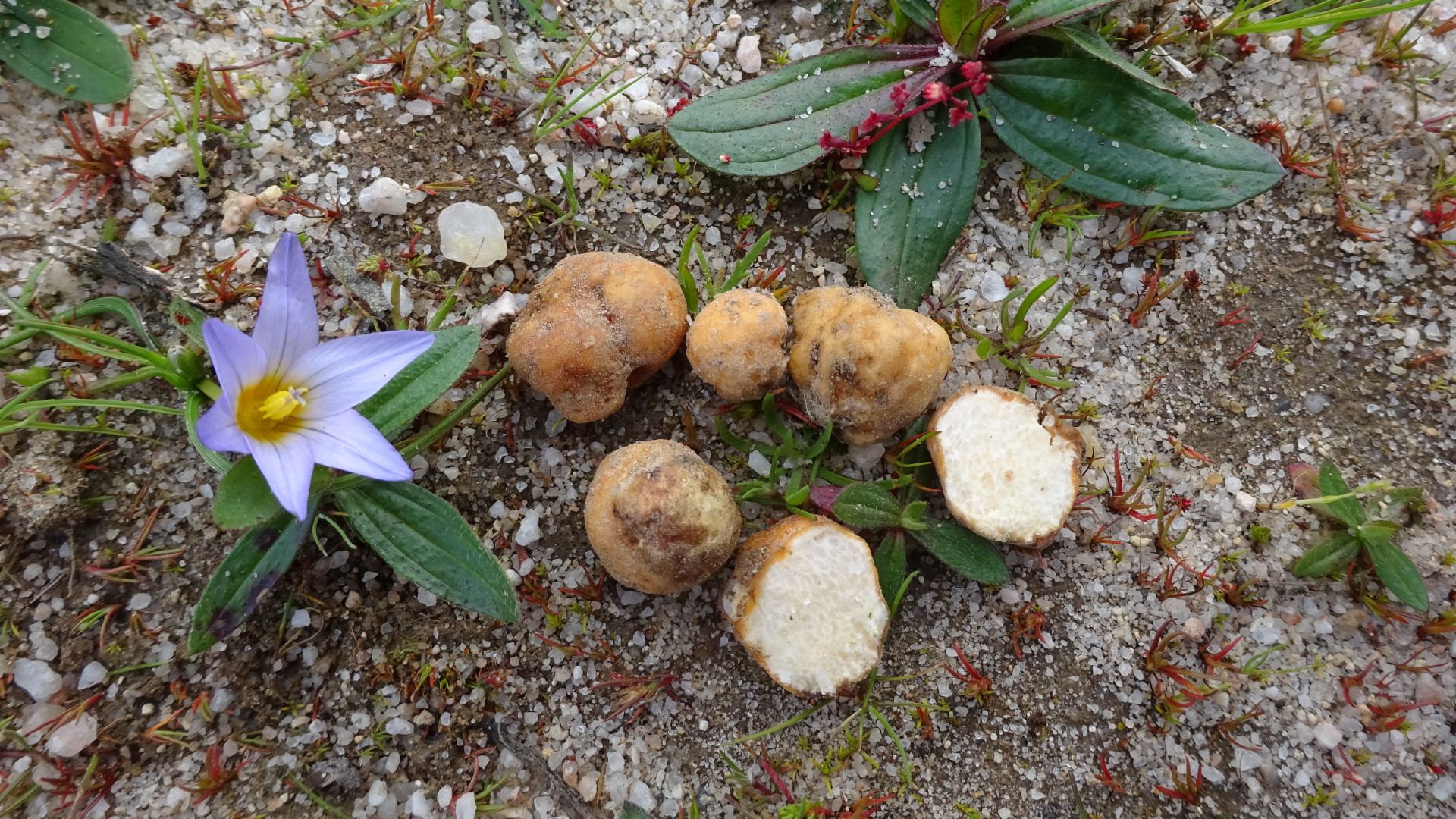 Photographie de Truffe du désert