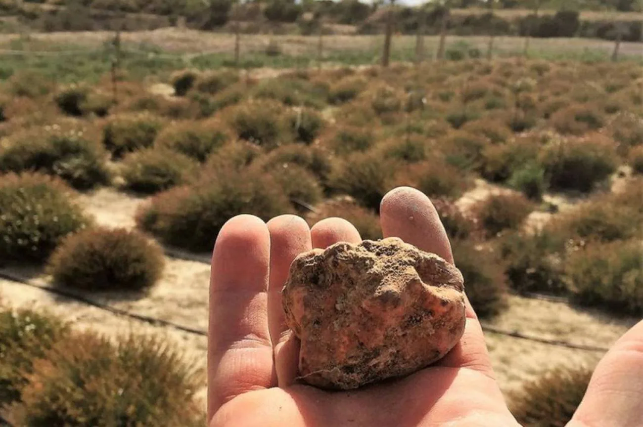 Photographie de Truffe du désert
