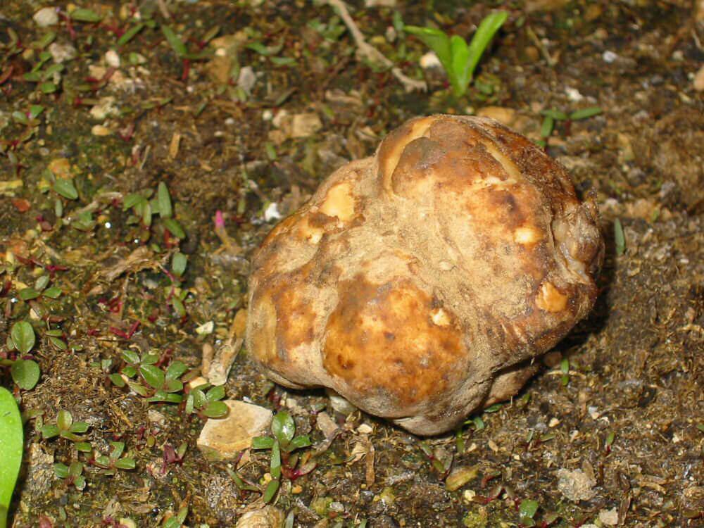 Photographie de Truffe du désert