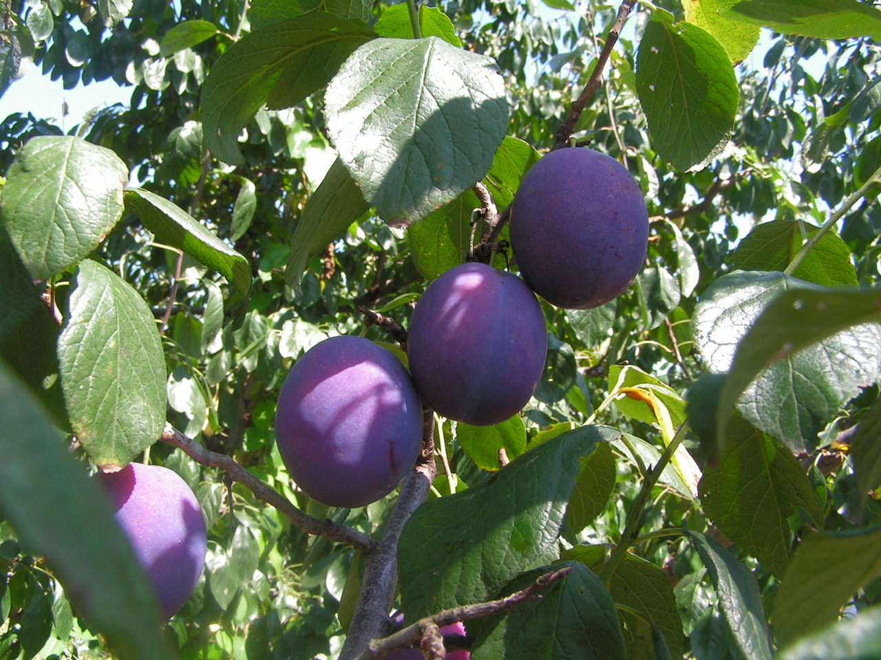 Photographie de Prunier cultivé