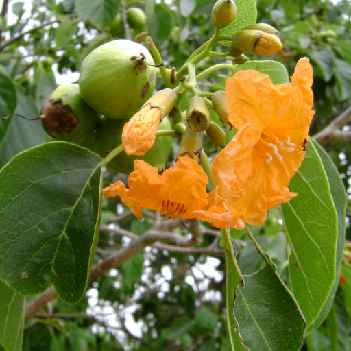 Photographie de Noyer d'océanie