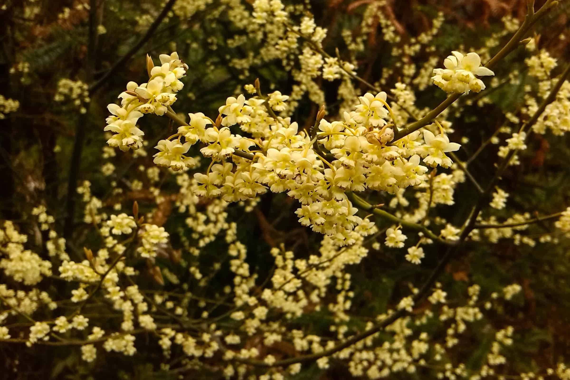 Photographie de Litsée Citronnée