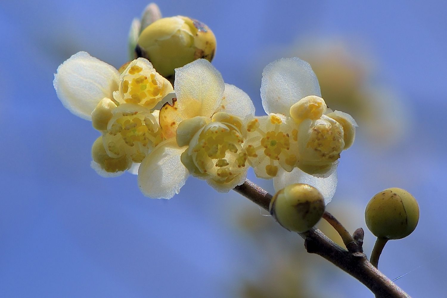 Photographie de Litsée Citronnée