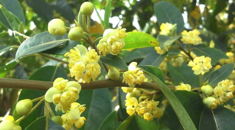 Photographie de Litsée Citronnée