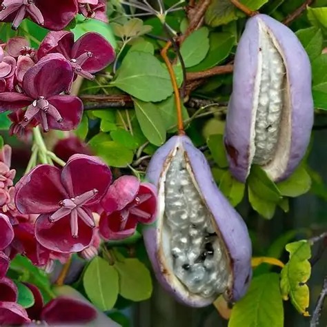 Photographie de Akébie à cinq feuilles