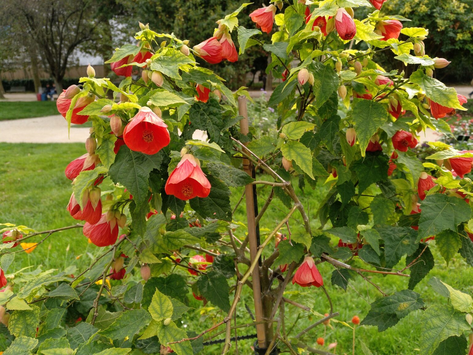 Photographie de Abutilon