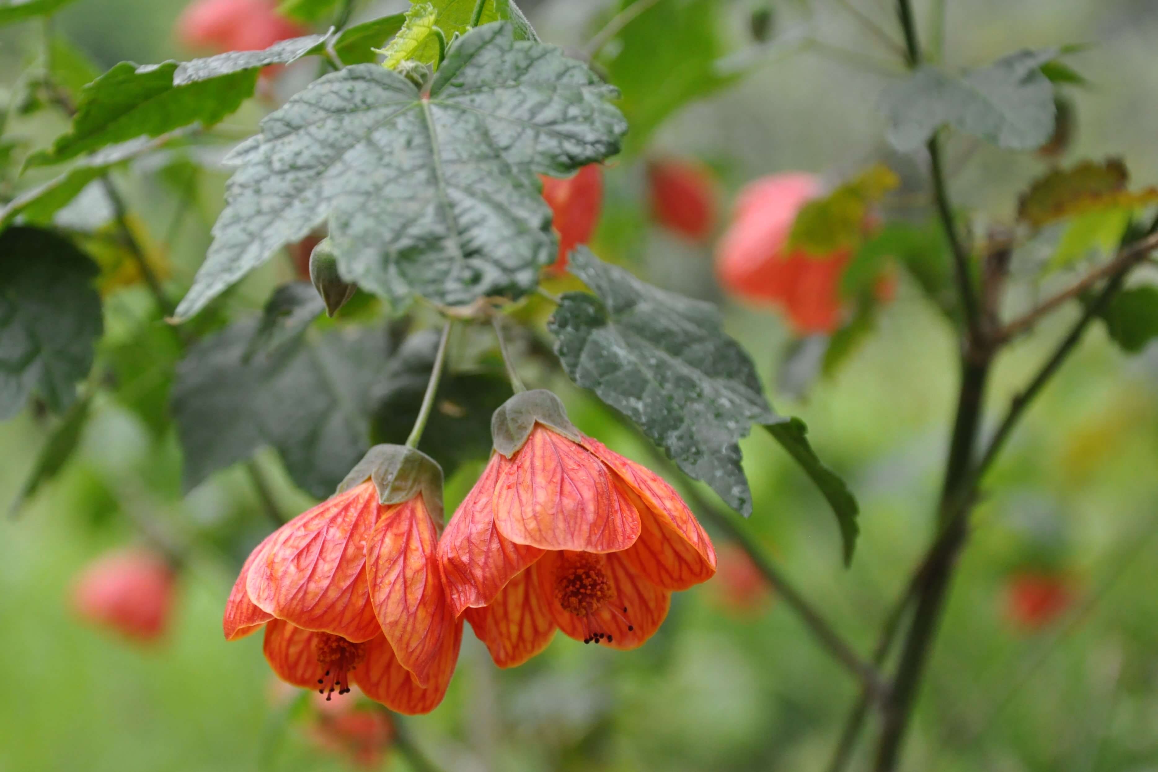 Photographie de Abutilon