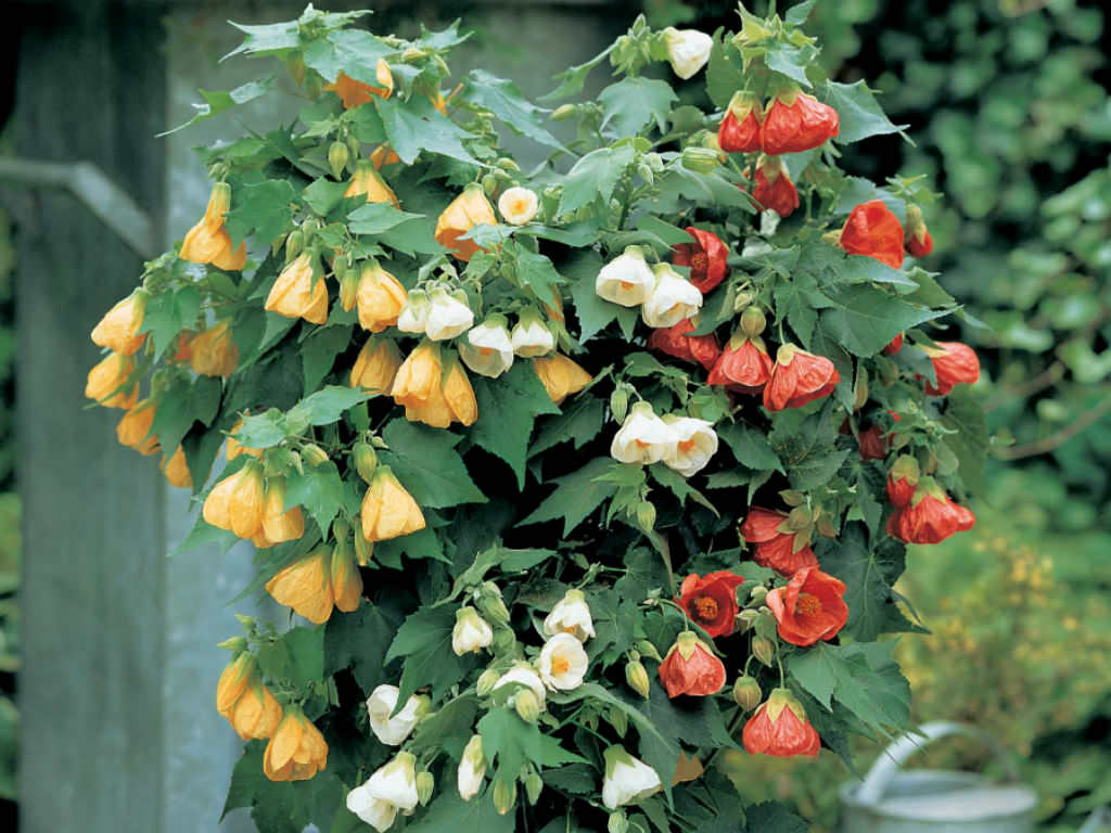 Photographie de Abutilon
