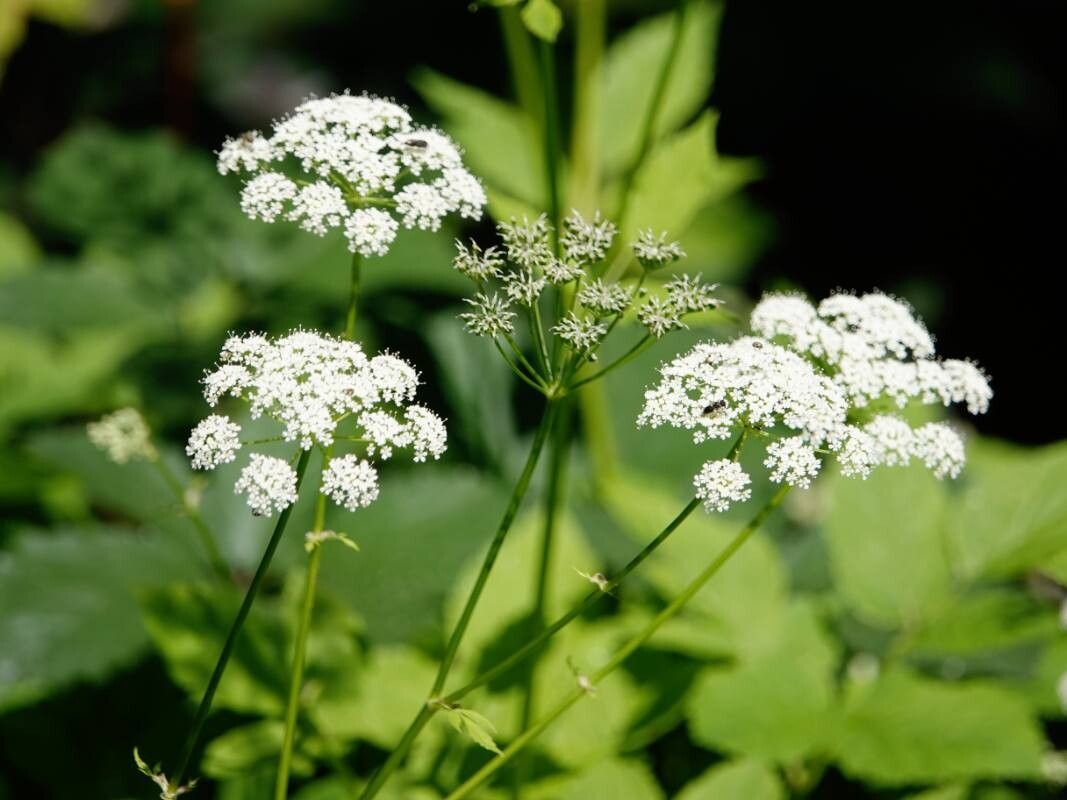 Photographie de Herbe aux goutteux