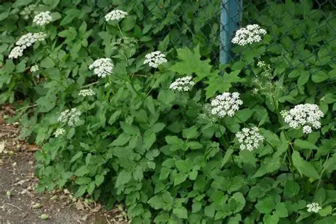 Photographie de Herbe aux goutteux