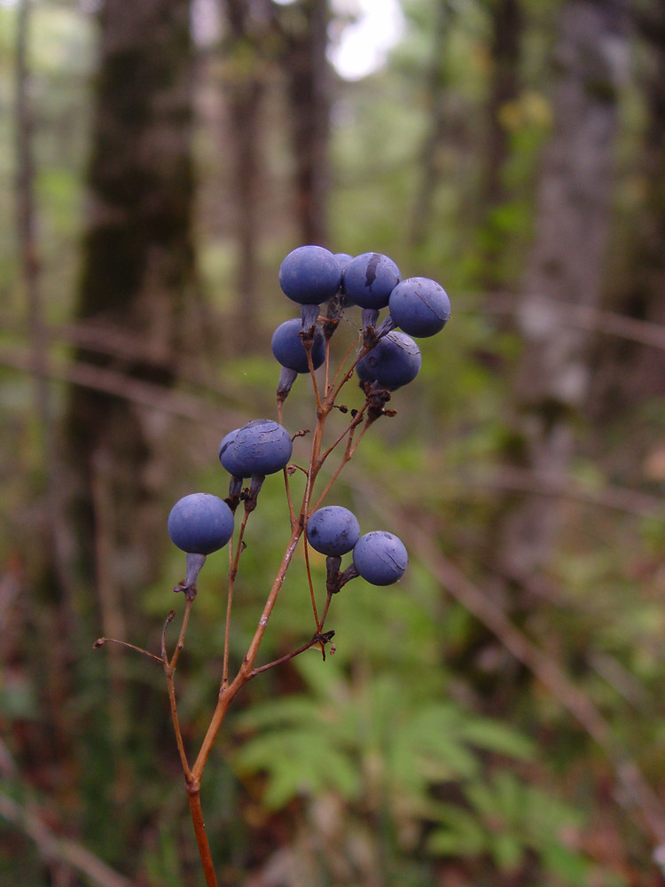 Photographie de Actée bleue