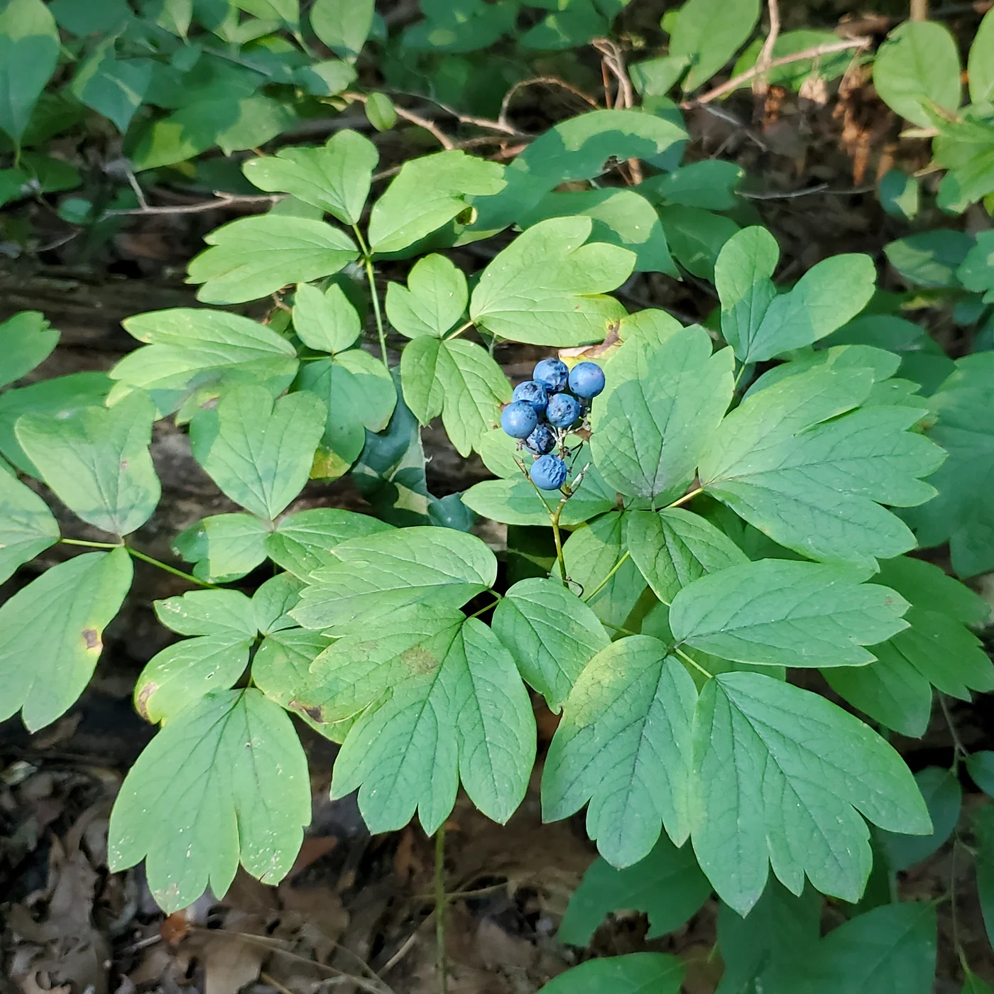 Photographie de Actée bleue
