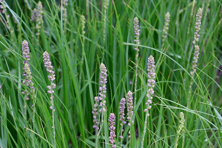 Photographie de Anémarrhène