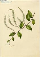 Photographie de Brède grimpante
