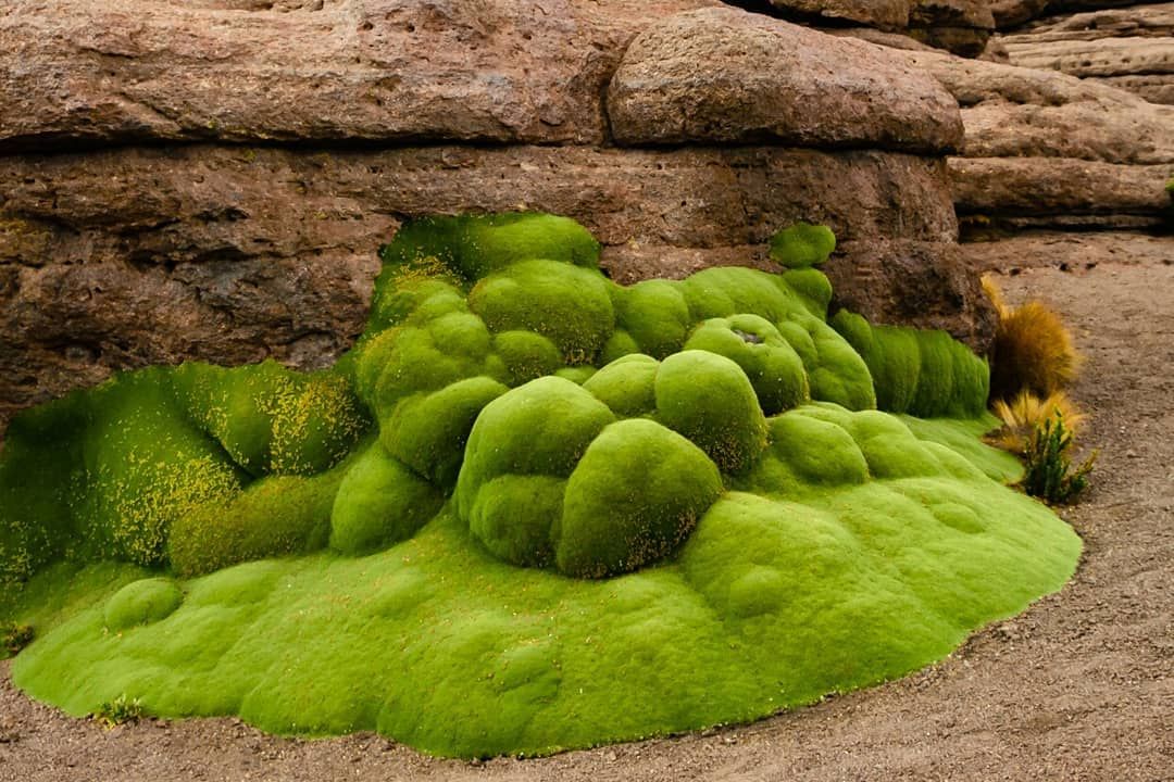 Photographie de Yareta
