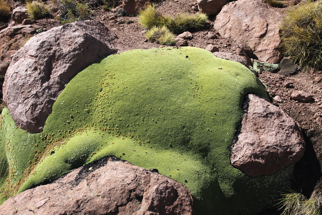 Photographie de Yareta
