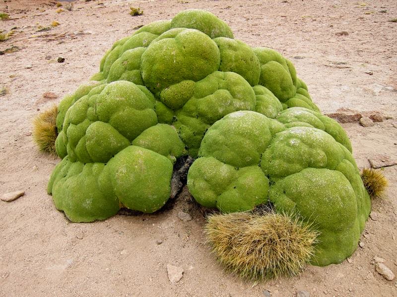 Photographie de Yareta