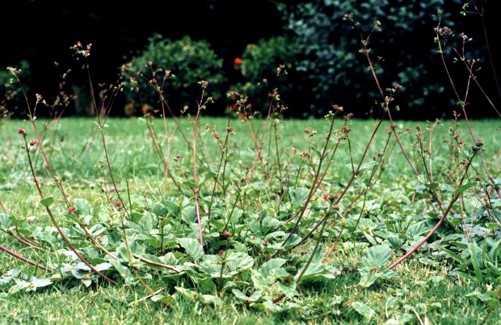 Photographie de Herbe rouge rampante