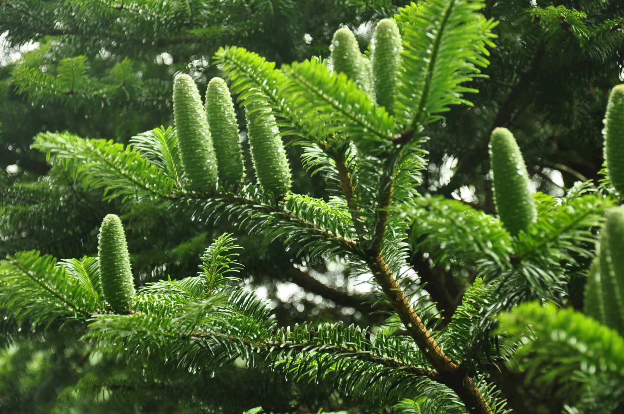 Photographie de Abies alba (Sapin pectiné)