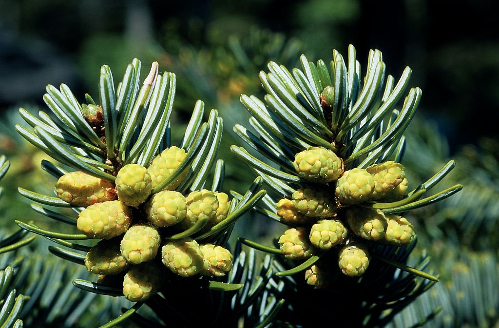Photographie de Sapin pectiné)