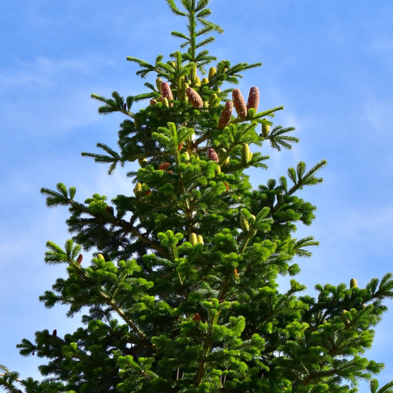 Photographie de Sapin pectiné)
