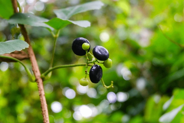 Photographie de Raisin de Brousse