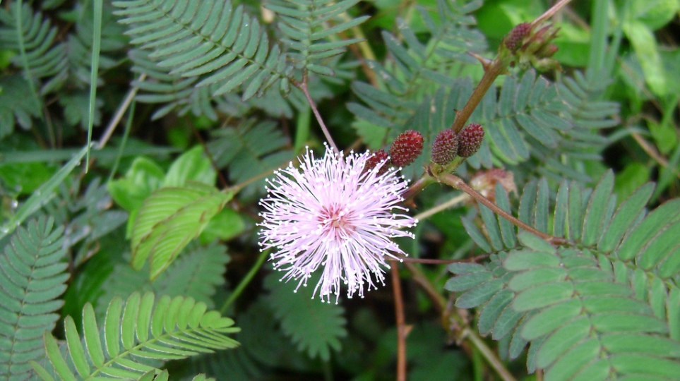 Photographie de Acacia catechu (Cachou)
