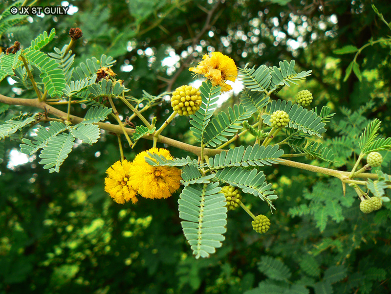 Photographie de Acacia du Nil