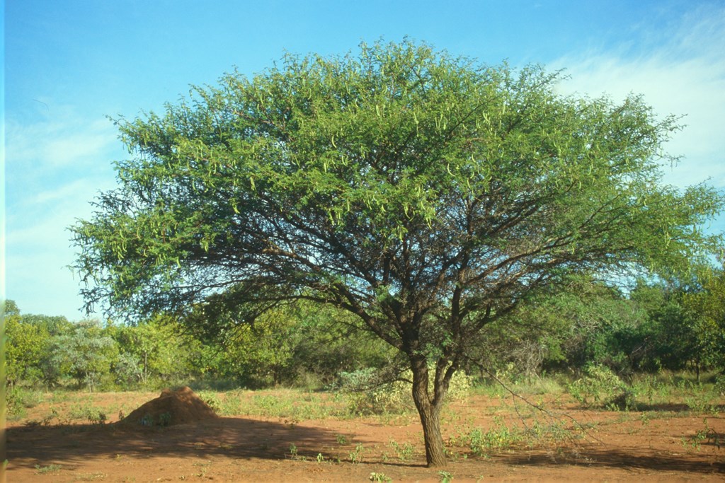 Photographie de Acacia du Nil