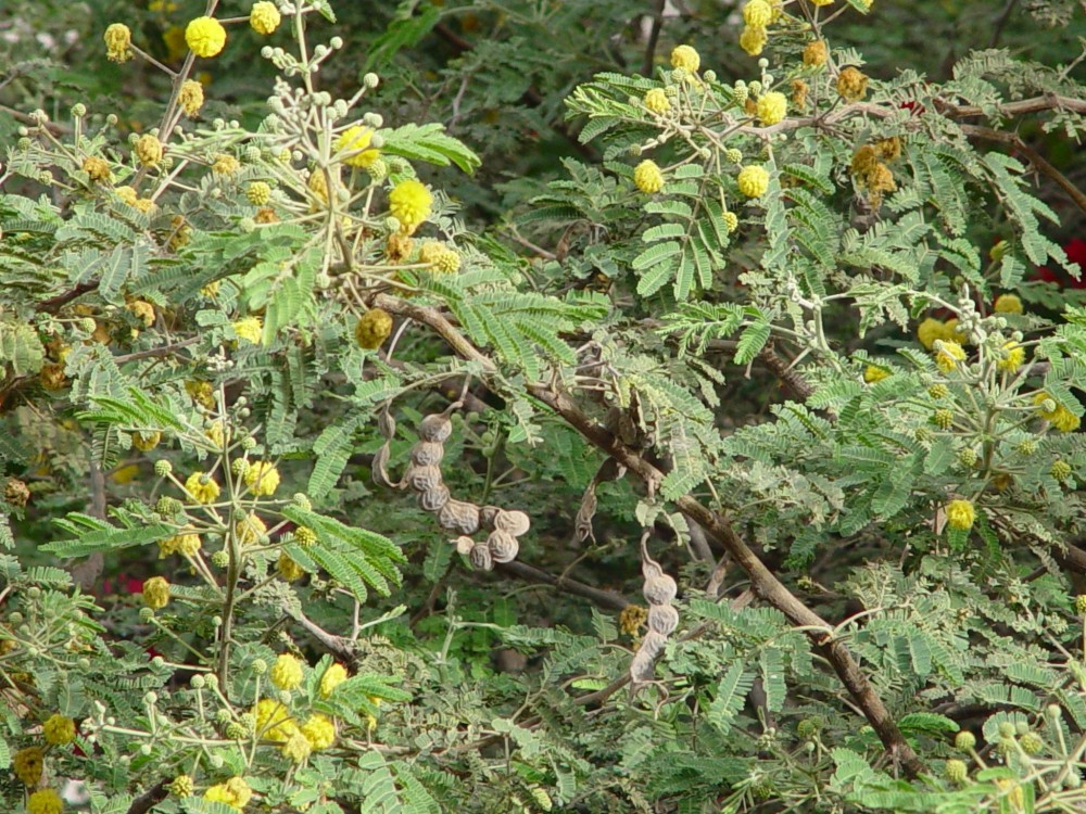 Photographie de Acacia du Nil