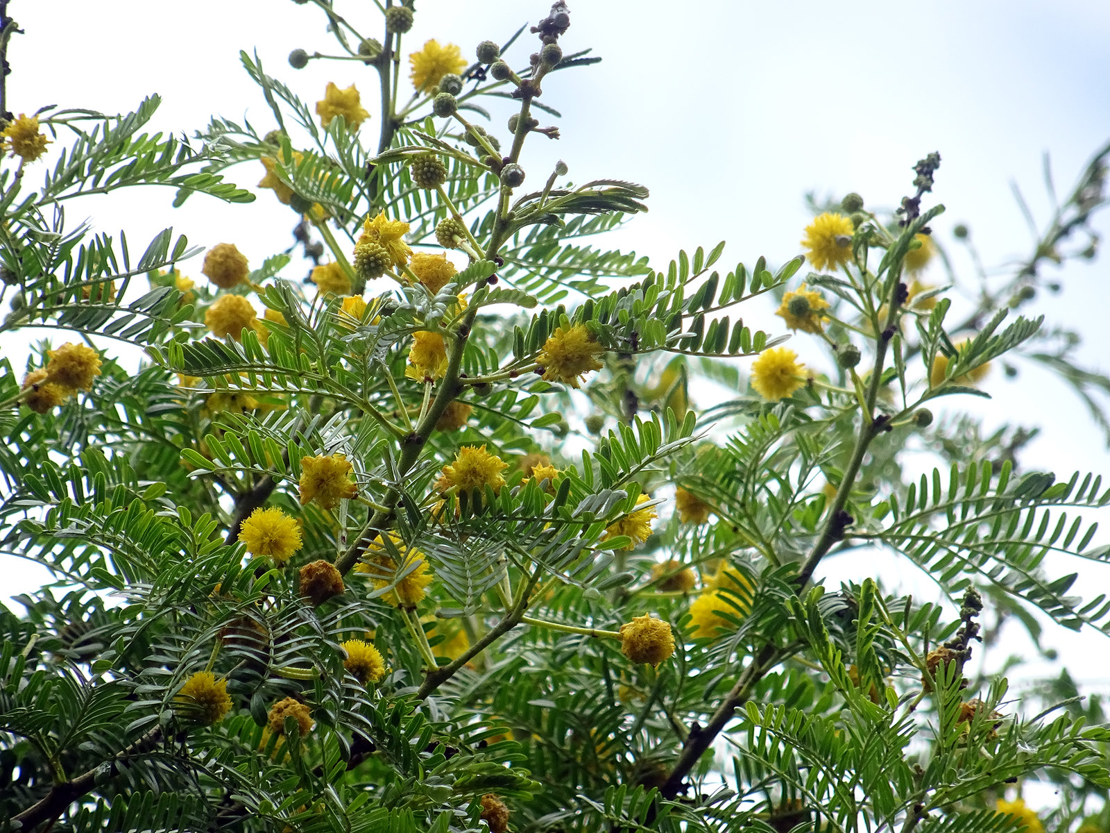 Photographie de Acacia seyal