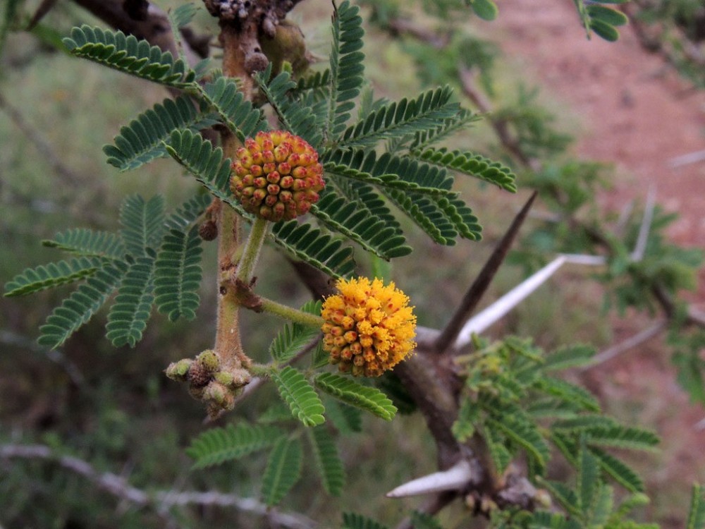 Photographie de Acacia seyal