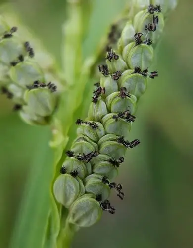 Photographie de Millet Kodo