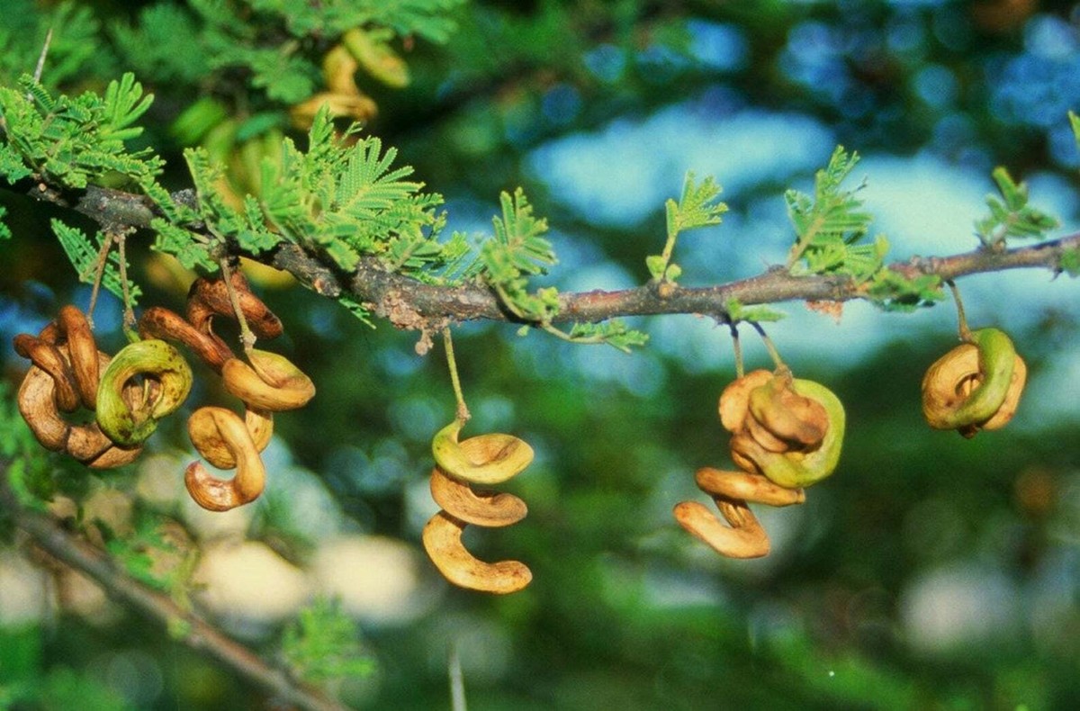 Photographie de Acacia parasol