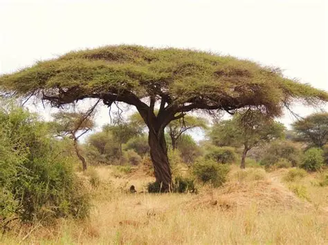 Photographie de Acacia parasol