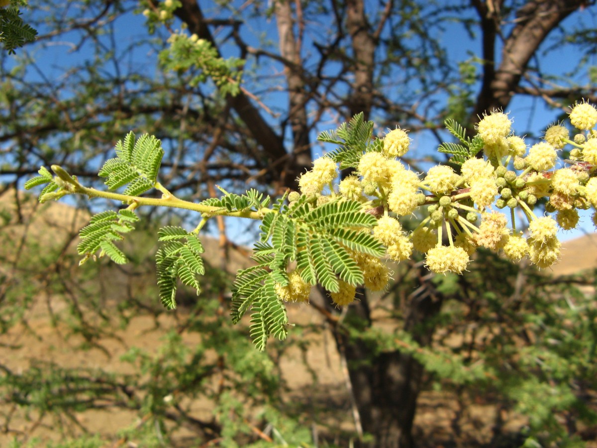 Photographie de Acacia parasol