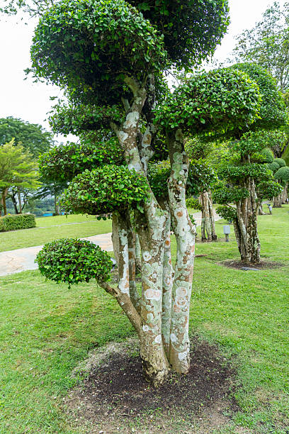 Photographie de Buisson Rugueux Siamois
