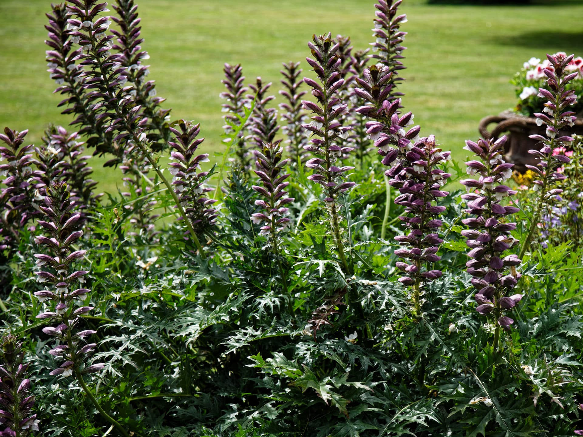 Photographie de Acanthe épineuse