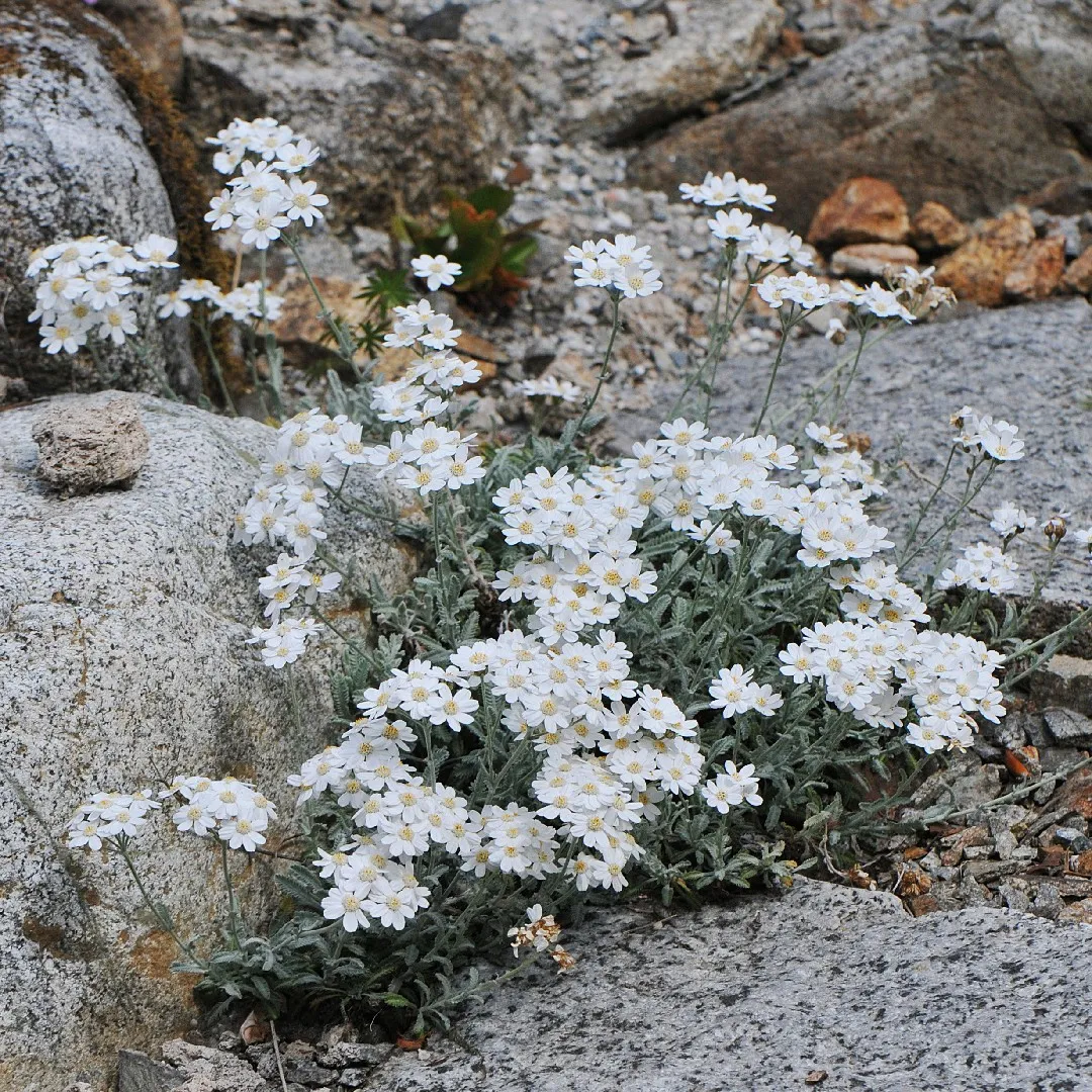 Photographie de Achillée des Alpes