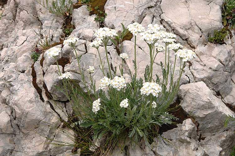 Photographie de Achillée des Alpes