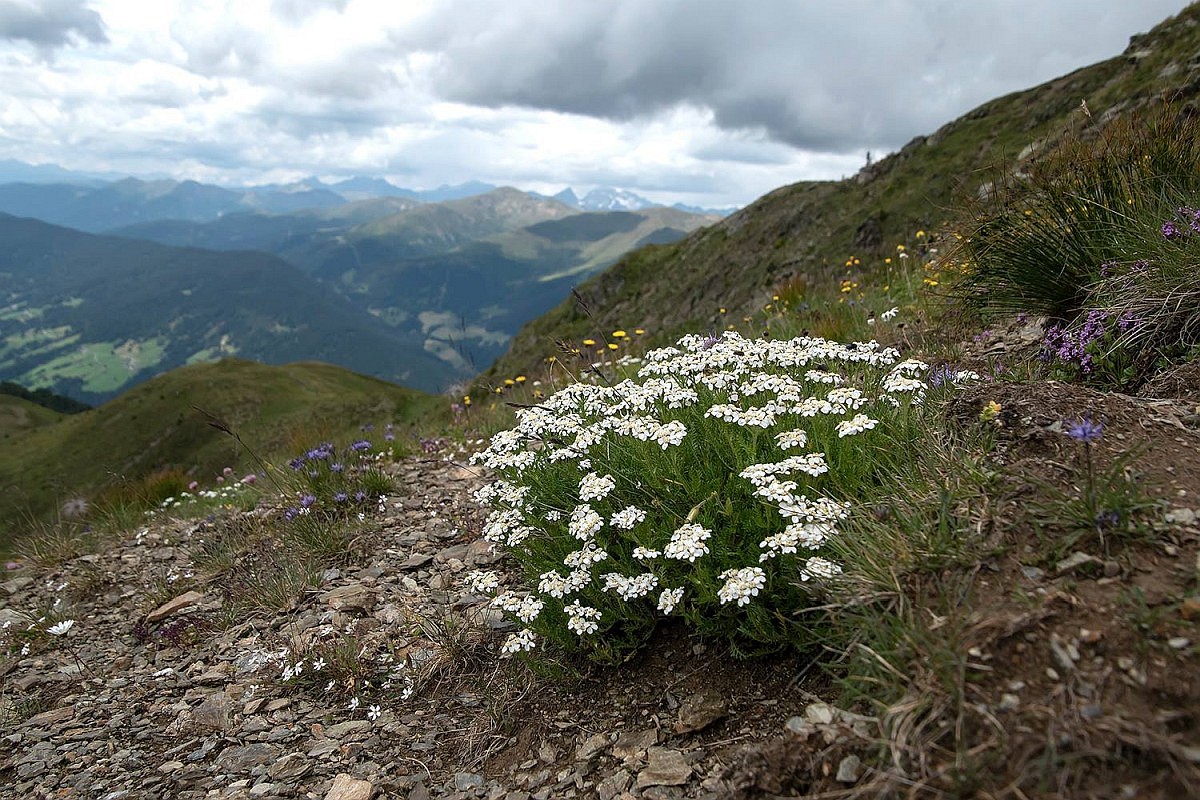 Photographie de Achillée de montagne