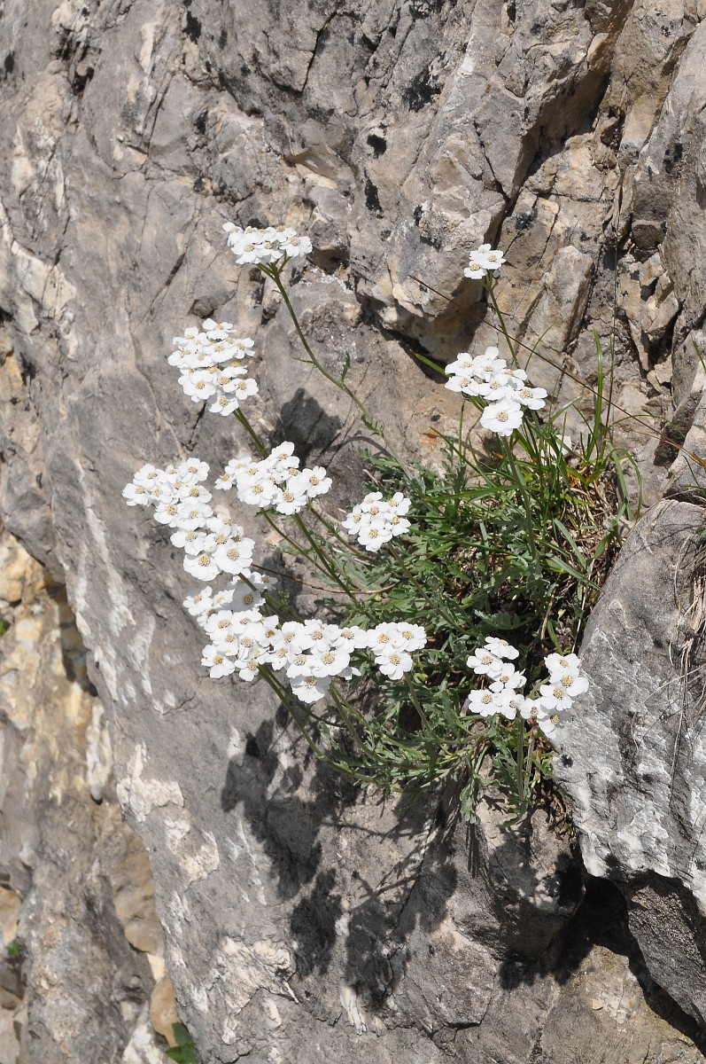 Photographie de Achillée de montagne