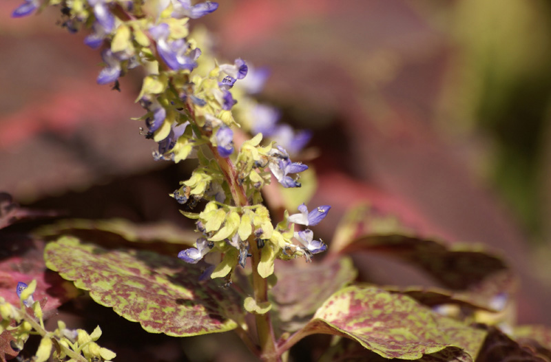 Photographie de Ortie Flamboyante