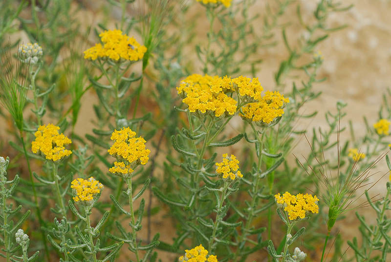 Photographie de Achillée de Perse