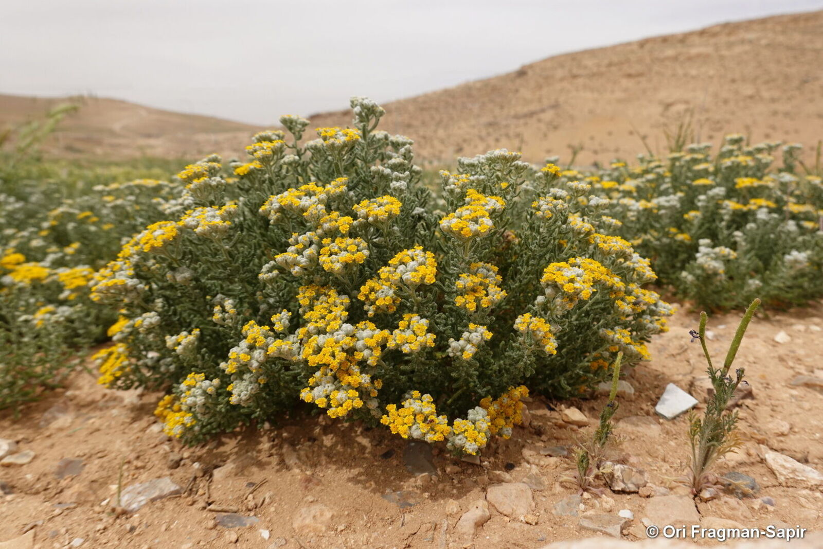 Photographie de Achillée de Perse