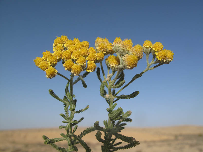 Photographie de Achillée de Perse