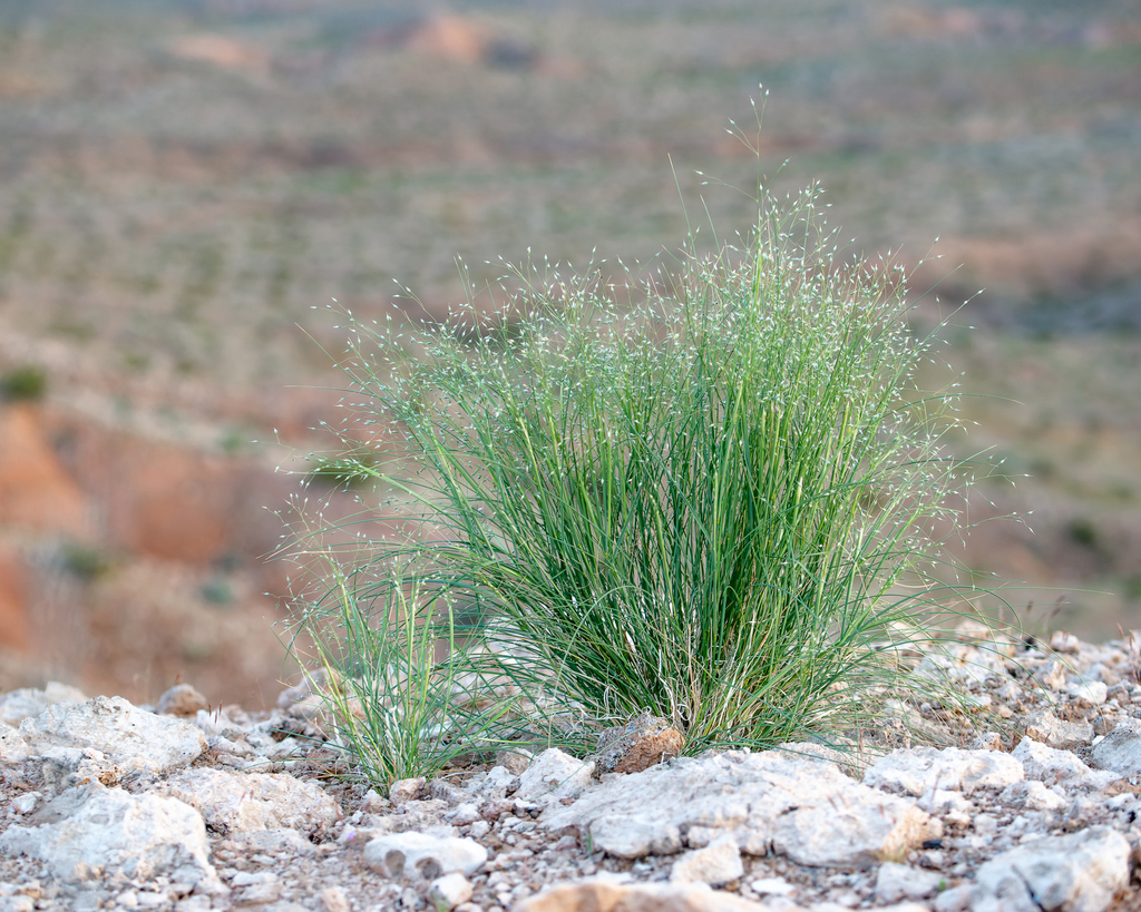 Photographie de Riz sauvage d’Utah